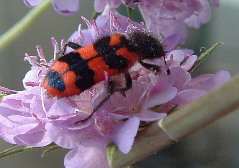 Trichodes apiarius e T. alvearius a confronto